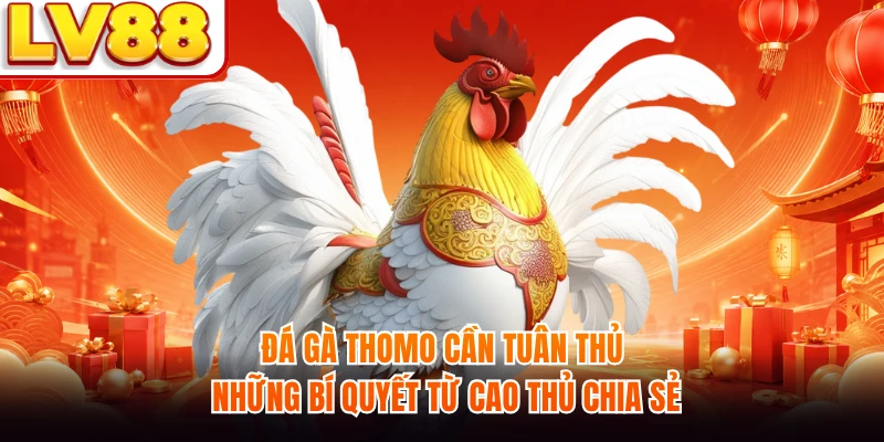 Đá gà Thomo cần tuân thủ những bí quyết từ cao thủ chia sẻ
